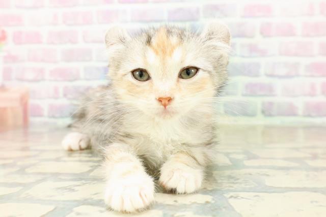 石川県のアメリカンカール (Coo&RIKUイオン野々市南店/2025年10月20日生まれ/女の子/シルバーパッチドタビー)の子猫の1枚目の画像