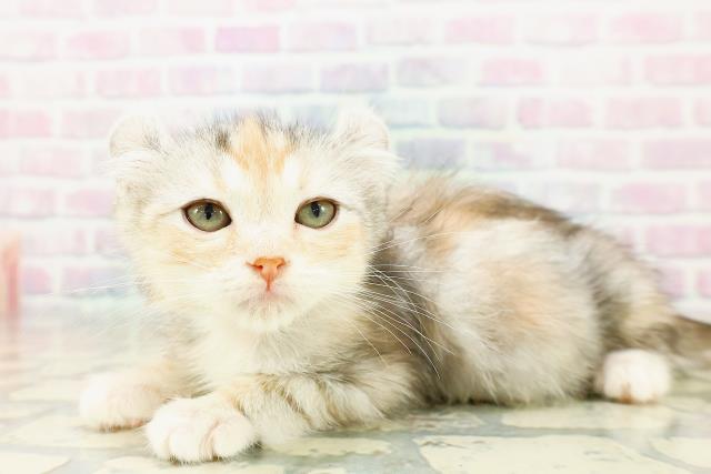 石川県のアメリカンカール (Coo&RIKUイオン野々市南店/2025年10月20日生まれ/女の子/シルバーパッチドタビー)の子猫の2枚目の画像