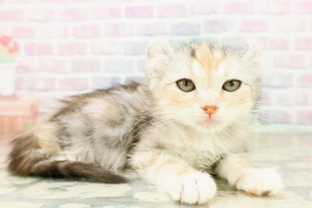 石川県のアメリカンカール (Coo&RIKUイオン野々市南店/2025年10月20日生まれ/女の子/シルバーパッチドタビー)の子猫の3枚目の画像