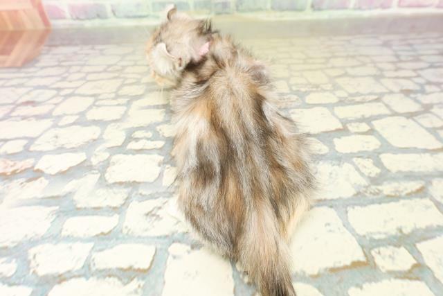 石川県のアメリカンカール (Coo&RIKUイオン野々市南店/2025年10月20日生まれ/女の子/シルバーパッチドタビー)の子猫の4枚目の画像