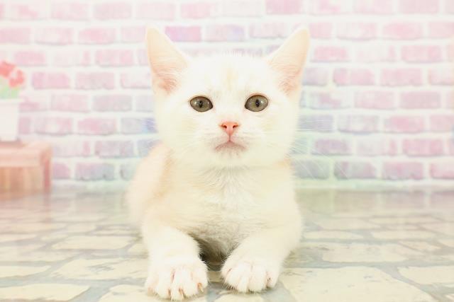 長野県のアメリカンカール (Coo&RIKU綿半権堂店/2025年10月20日生まれ/男の子/クリームタビー)の子猫の1枚目の画像