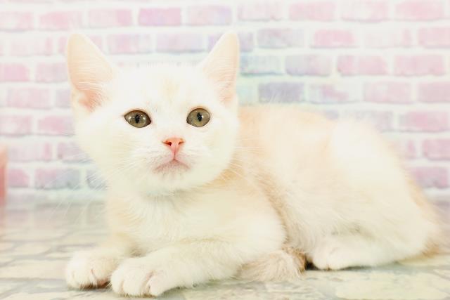 長野県のアメリカンカール (Coo&RIKU綿半権堂店/2025年10月20日生まれ/男の子/クリームタビー)の子猫の2枚目の画像