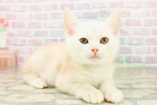 長野県のアメリカンカール (Coo&RIKU綿半権堂店/2025年10月20日生まれ/男の子/クリームタビー)の子猫の3枚目の画像