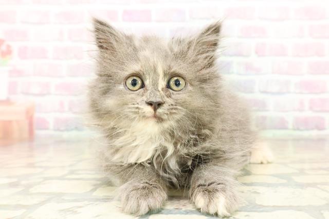 栃木県のサイベリアン (Coo&RIKUFKDインターパーク店/2025年10月16日生まれ/女の子/ブルーパッチドタビー)の子猫の1枚目の画像