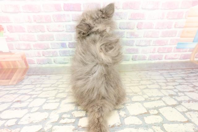 栃木県のサイベリアン (Coo&RIKUFKDインターパーク店/2025年10月16日生まれ/女の子/ブルーパッチドタビー)の子猫の4枚目の画像