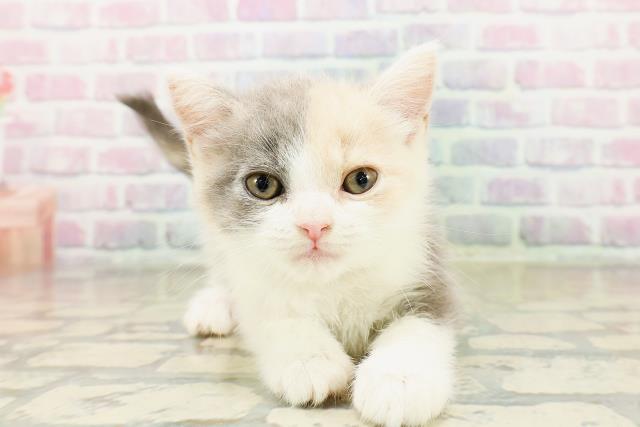 長野県のマンチカン (Coo&RIKU長野店/2025年10月28日生まれ/女の子/ダイリュートキャリコ)の子猫の1枚目の画像