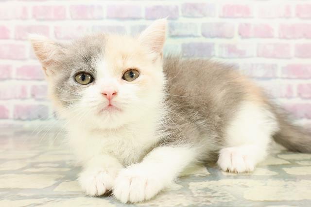 長野県のマンチカン (Coo&RIKU長野店/2025年10月28日生まれ/女の子/ダイリュートキャリコ)の子猫の2枚目の画像