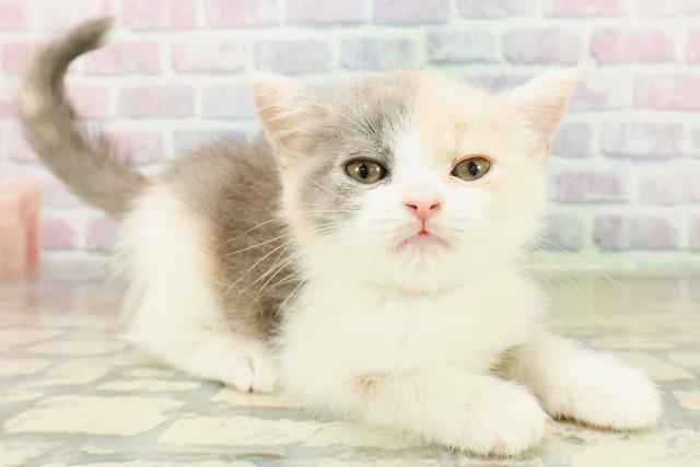 長野県のマンチカン (Coo&RIKU長野店/2025年10月28日生まれ/女の子/ダイリュートキャリコ)の子猫の3枚目の画像