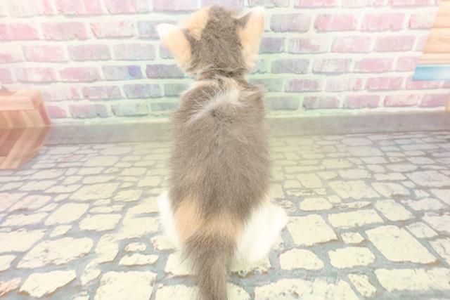 長野県のマンチカン (Coo&RIKU長野店/2025年10月28日生まれ/女の子/ダイリュートキャリコ)の子猫の4枚目の画像