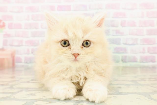 福井県のサイベリアン (Coo&RIKU福井店/2025年10月30日生まれ/女の子/クリームタビー)の子猫の1枚目の画像