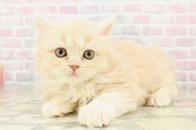 福井県のサイベリアン (Coo&RIKU福井店/2025年10月30日生まれ/女の子/クリームタビー)の子猫の2枚目の画像