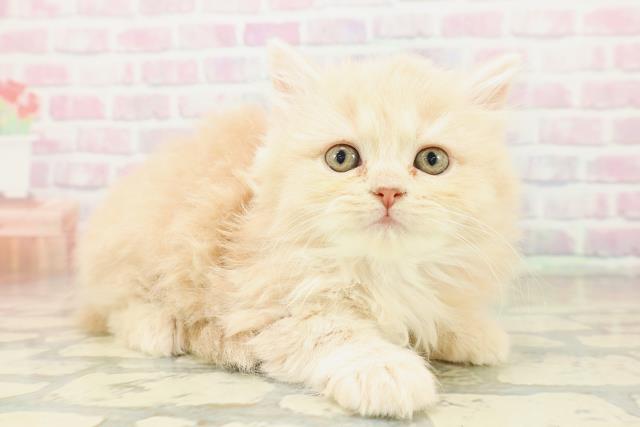 福井県のサイベリアン (Coo&RIKU福井店/2025年10月30日生まれ/女の子/クリームタビー)の子猫の3枚目の画像