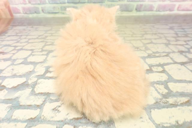 福井県のサイベリアン (Coo&RIKU福井店/2025年10月30日生まれ/女の子/クリームタビー)の子猫の4枚目の画像