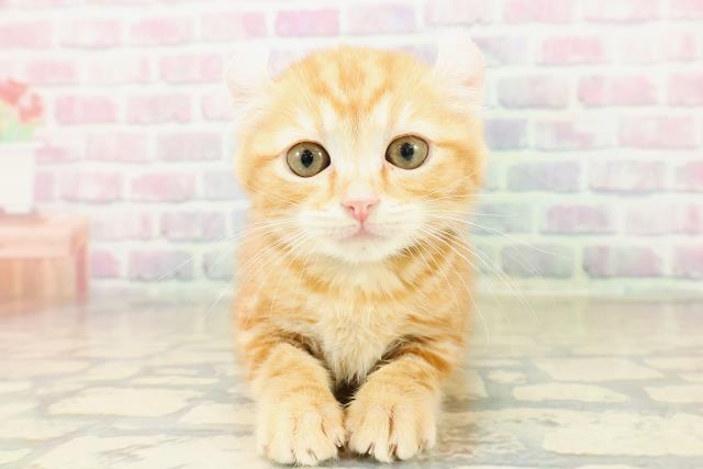 栃木県のアメリカンカール (Coo&RIKU宇都宮店/2025年10月30日生まれ/男の子/レッドタビー)の子猫の1枚目の画像