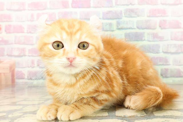 栃木県のアメリカンカール (Coo&RIKU宇都宮店/2025年10月30日生まれ/男の子/レッドタビー)の子猫の2枚目の画像