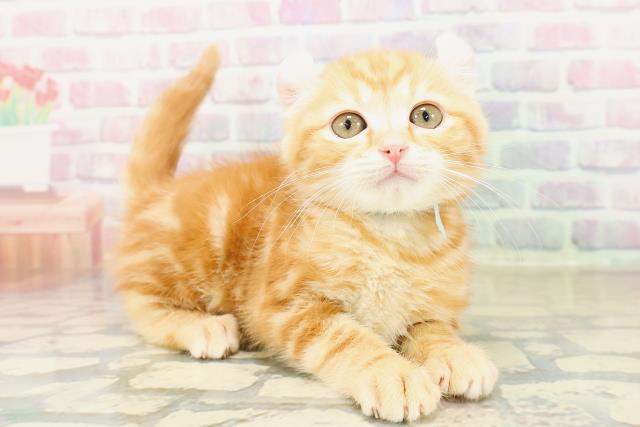 栃木県のアメリカンカール (Coo&RIKU宇都宮店/2025年10月30日生まれ/男の子/レッドタビー)の子猫の3枚目の画像