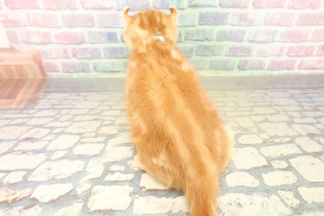 栃木県のアメリカンカール (Coo&RIKU宇都宮店/2025年10月30日生まれ/男の子/レッドタビー)の子猫の4枚目の画像