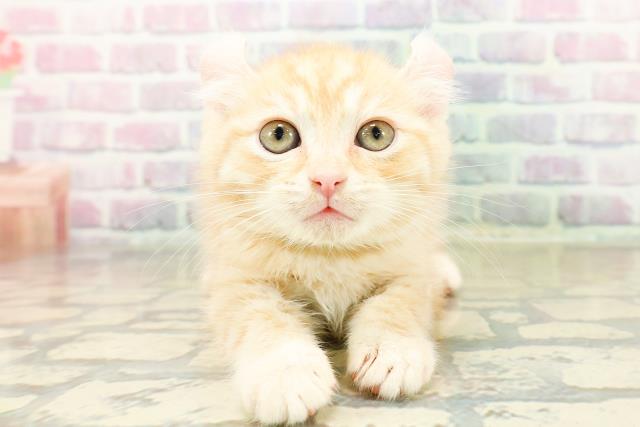 茨城県のアメリカンカール (Coo&RIKU筑西店/2025年10月30日生まれ/男の子/レッドタビー)の子猫の1枚目の画像