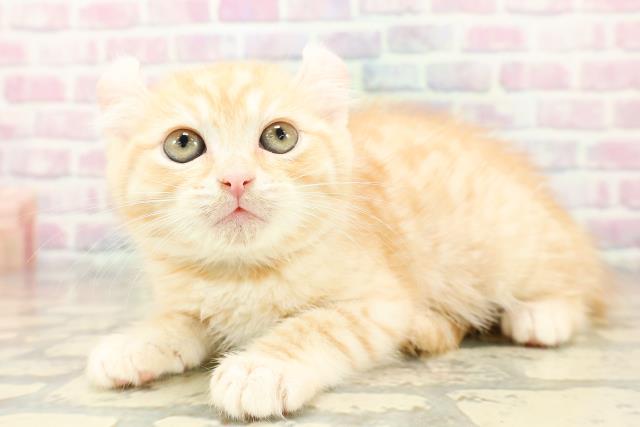 茨城県のアメリカンカール (Coo&RIKU筑西店/2025年10月30日生まれ/男の子/レッドタビー)の子猫の2枚目の画像