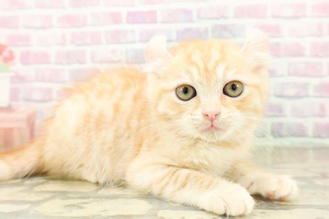 茨城県のアメリカンカール (Coo&RIKU筑西店/2025年10月30日生まれ/男の子/レッドタビー)の子猫の3枚目の画像