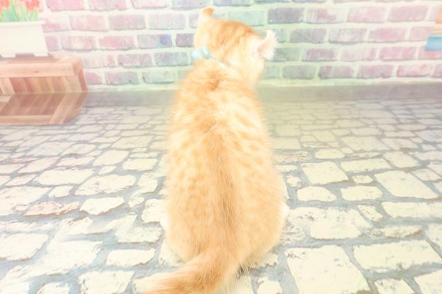 茨城県のアメリカンカール (Coo&RIKU筑西店/2025年10月30日生まれ/男の子/レッドタビー)の子猫の4枚目の画像