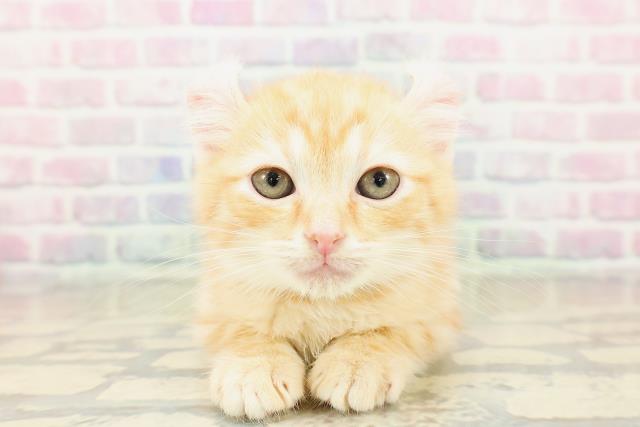 新潟県のアメリカンカール (Coo&RIKU長岡店/2025年10月30日生まれ/男の子/レッドタビー)の子猫の1枚目の画像