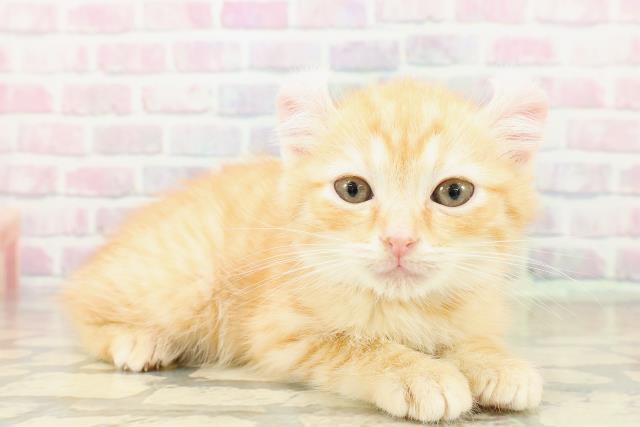 新潟県のアメリカンカール (Coo&RIKU長岡店/2025年10月30日生まれ/男の子/レッドタビー)の子猫の3枚目の画像