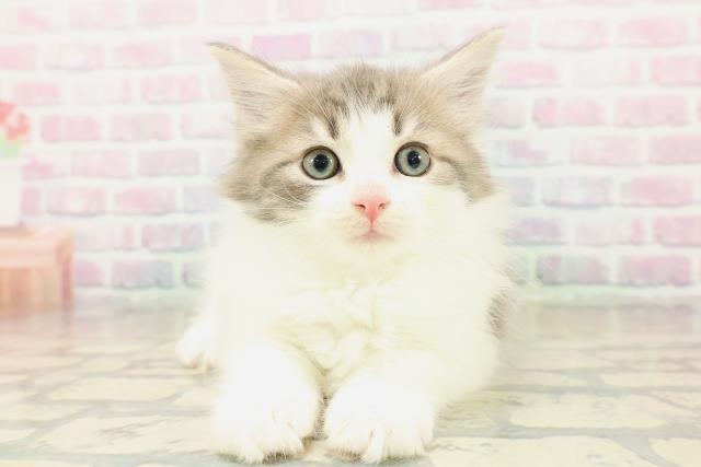 福井県のノルウェージャンフォレストキャット (Coo&RIKU福井店/2025年10月29日生まれ/男の子/ブルータビーホワイト)の子猫