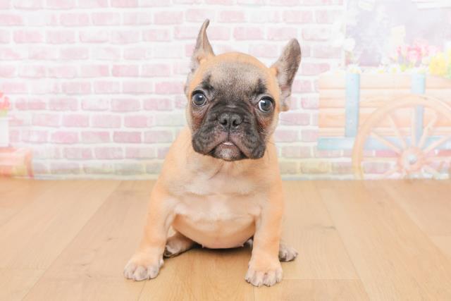 福島県のフレンチブルドッグ (Coo&RIKU郡山店/2025年10月27日生まれ/女の子/フォーンホワイト)の子犬の1枚目の画像