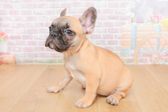 福島県のフレンチブルドッグ (Coo&RIKU郡山店/2025年10月27日生まれ/女の子/フォーンホワイト)の子犬の2枚目の画像