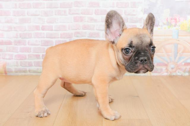 福島県のフレンチブルドッグ (Coo&RIKU郡山店/2025年10月27日生まれ/女の子/フォーンホワイト)の子犬の3枚目の画像
