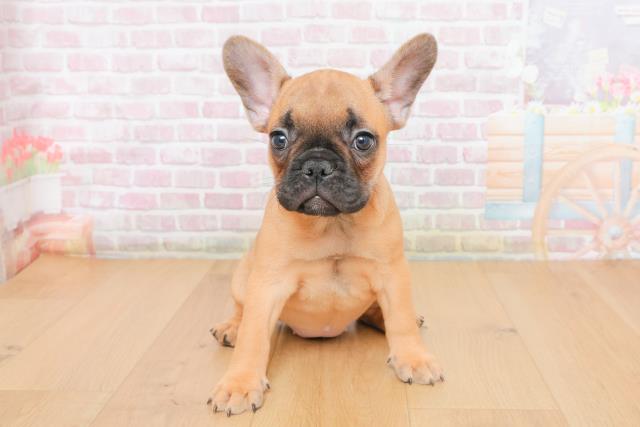 宮城県のフレンチブルドッグ (Coo&RIKU石巻店/2025年10月27日生まれ/女の子/フォーンホワイト)の子犬