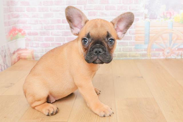 宮城県のフレンチブルドッグ (Coo&RIKU石巻店/2025年10月27日生まれ/女の子/フォーンホワイト)の子犬の3枚目の画像
