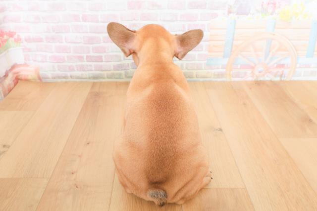 宮城県のフレンチブルドッグ (Coo&RIKU石巻店/2025年10月27日生まれ/女の子/フォーンホワイト)の子犬の4枚目の画像