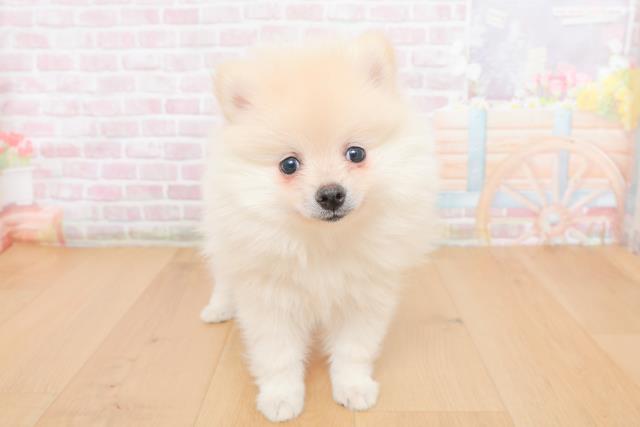 青森県のポメラニアン (Coo&RIKU八戸店/2025年10月30日生まれ/女の子/クリーム)の子犬の1枚目の画像