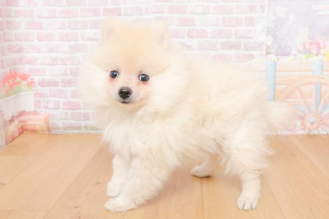 青森県のポメラニアン (Coo&RIKU八戸店/2025年10月30日生まれ/女の子/クリーム)の子犬の2枚目の画像