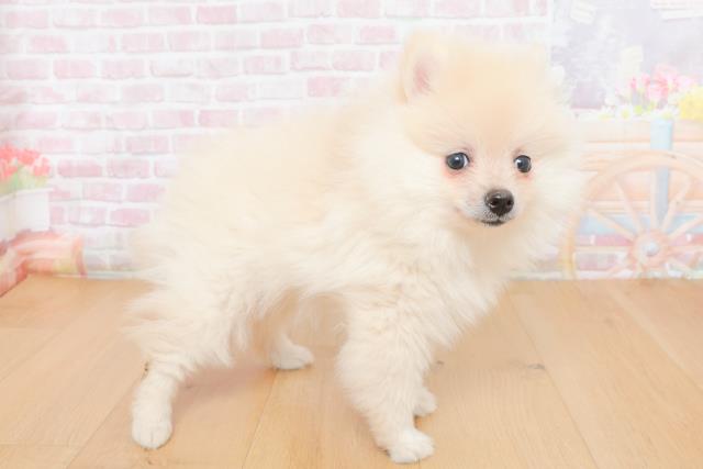 青森県のポメラニアン (Coo&RIKU八戸店/2025年10月30日生まれ/女の子/クリーム)の子犬の3枚目の画像