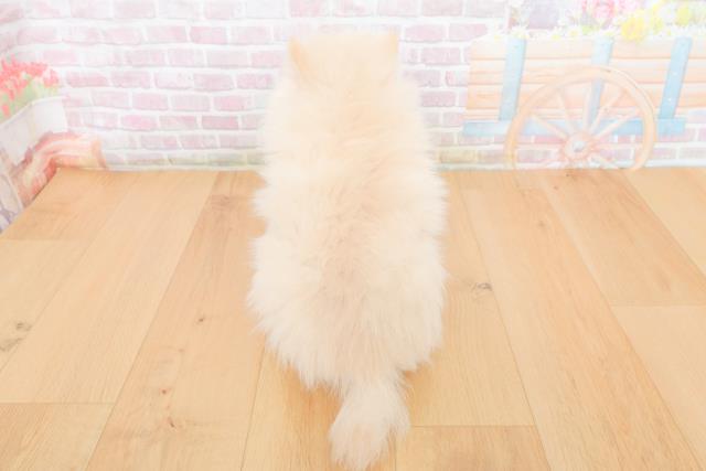 青森県のポメラニアン (Coo&RIKU八戸店/2025年10月30日生まれ/女の子/クリーム)の子犬の4枚目の画像