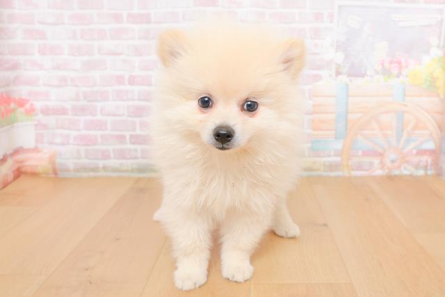 岩手県のポメラニアン (Coo&RIKU岩手盛岡店/2025年10月30日生まれ/女の子/クリーム)の子犬の1枚目の画像