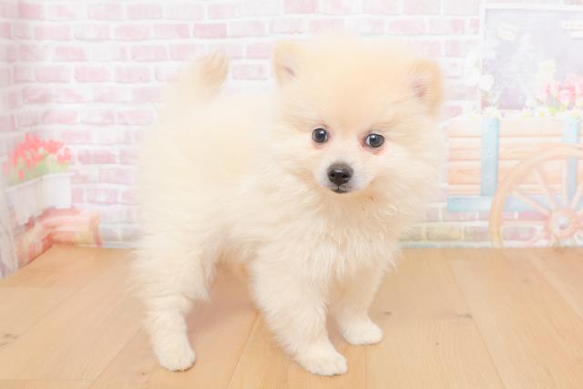 岩手県のポメラニアン (Coo&RIKU岩手盛岡店/2025年10月30日生まれ/女の子/クリーム)の子犬の3枚目の画像