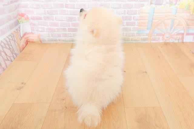 岩手県のポメラニアン (Coo&RIKU岩手盛岡店/2025年10月30日生まれ/女の子/クリーム)の子犬の4枚目の画像