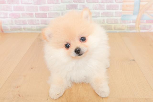 岩手県のポメラニアン (Coo&RIKU一関店/2025年10月30日生まれ/女の子/クリーム)の子犬の1枚目の画像