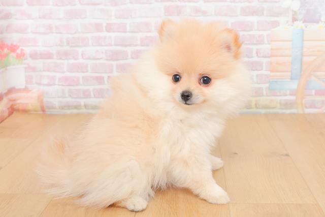 岩手県のポメラニアン (Coo&RIKU一関店/2025年10月30日生まれ/女の子/クリーム)の子犬の3枚目の画像