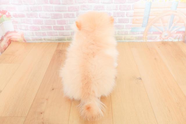 岩手県のポメラニアン (Coo&RIKU一関店/2025年10月30日生まれ/女の子/クリーム)の子犬の4枚目の画像