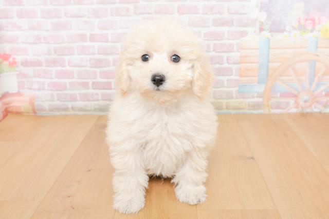 福島県のトイプードル(トイ) (Coo&RIKU福島店/2025年10月31日生まれ/男の子/ホワイト)の子犬の1枚目の画像