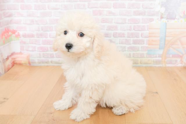 福島県のトイプードル(トイ) (Coo&RIKU福島店/2025年10月31日生まれ/男の子/ホワイト)の子犬の2枚目の画像