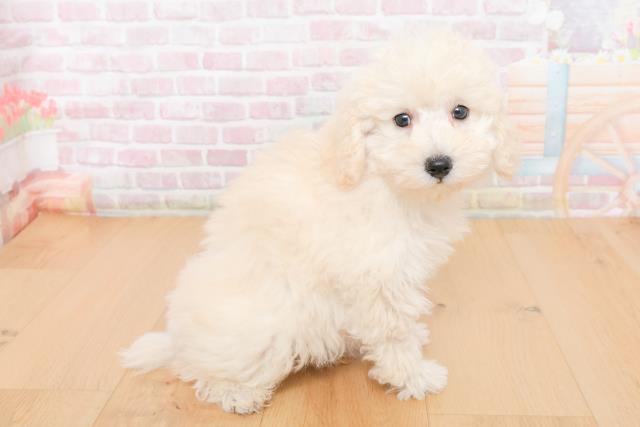 福島県のトイプードル(トイ) (Coo&RIKU福島店/2025年10月31日生まれ/男の子/ホワイト)の子犬の3枚目の画像