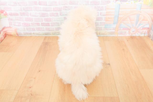 福島県のトイプードル(トイ) (Coo&RIKU福島店/2025年10月31日生まれ/男の子/ホワイト)の子犬の4枚目の画像