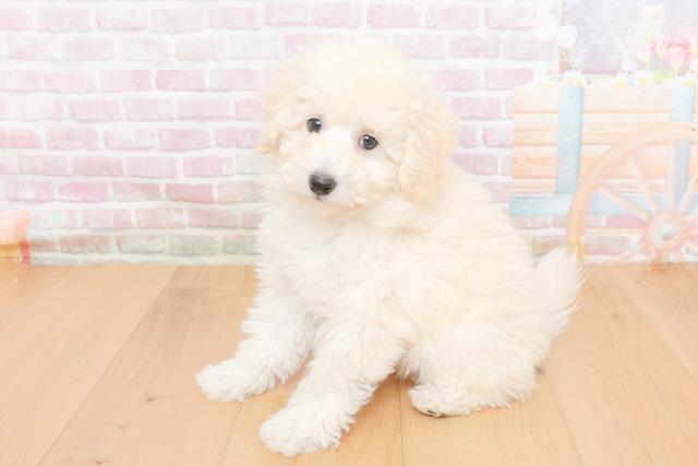 福島県のトイプードル(トイ) (Coo&RIKU郡山店/2025年10月31日生まれ/男の子/ホワイト)の子犬の2枚目の画像