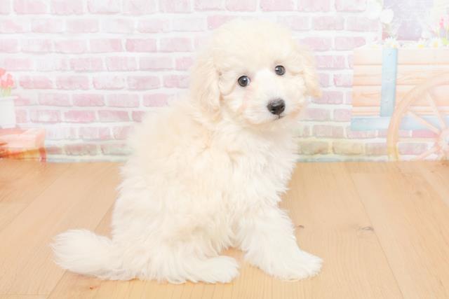 福島県のトイプードル(トイ) (Coo&RIKU郡山店/2025年10月31日生まれ/男の子/ホワイト)の子犬の3枚目の画像